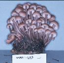 Gymnopus acervatus image