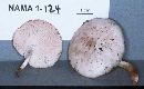 Collybia bakerensis image