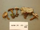 Coltricia perennis image