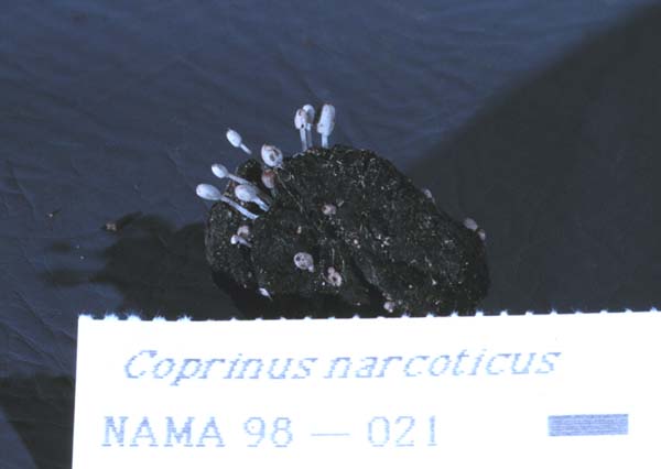 Coprinopsis narcotica image