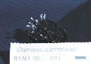 Image of Coprinopsis narcotica