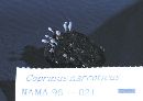 Coprinopsis narcotica image