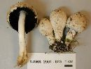 Coprinus variegatus image