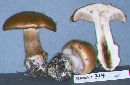 Cortinarius allutus image