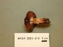 Cortinarius armillatus image