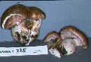 Cortinarius balteatocumatilis image