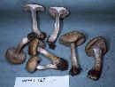 Cortinarius caninus image