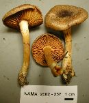 Cortinarius clandestinus image