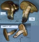 Cortinarius clandestinus image