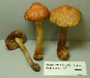 Cortinarius corrugatus image