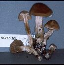 Cortinarius rigens image