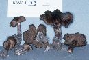 Cortinarius erythrinus image