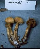 Cortinarius gentilis image