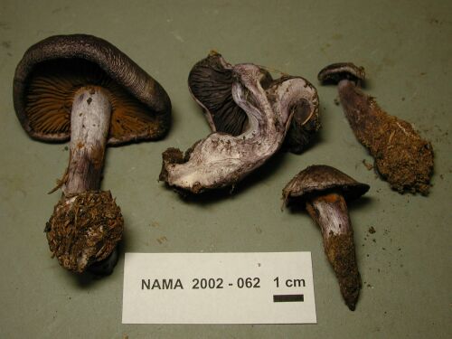 Cortinarius mutabilis image