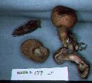 Cortinarius paragaudis image