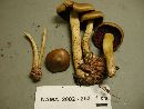 Cortinarius semisanguineus image