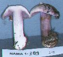 Cortinarius sodagnitus image