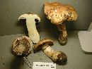 Cortinarius varius image