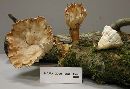 Cymatoderma caperatum image
