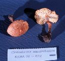 Cystoderma amianthinum image