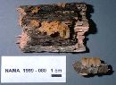 Dacryopinax spathularia image