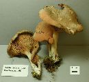 Entoloma abortivum image