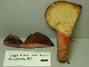 Fistulina hepatica image
