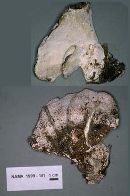 Fomitopsis spraguei image