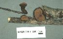 Galiella rufa image