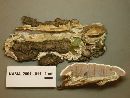 Gloeoporus dichrous image