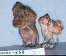 Gyromitra infula image