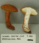 Gyroporus castaneus image