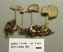 Helvella macropus image