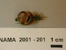 Humaria hemisphaerica image