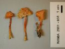 Hygrocybe laeta var. laeta image