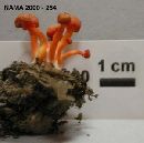 Hygrocybe miniata image