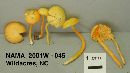 Hygrocybe parvula image