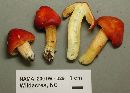 Hygrocybe punicea image