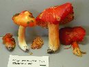 Hygrocybe punicea image