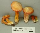 Hygrocybe purpureofolia image