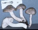 Hygrophorus agathosmus image