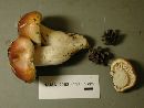 Hygrophorus bakerensis image