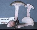 Hygrophorus erubescens image