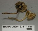 Hygrocybe nitrata image