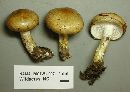 Hygrophorus olivaceoalbus image