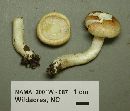 Hygrophorus tennesseensis image