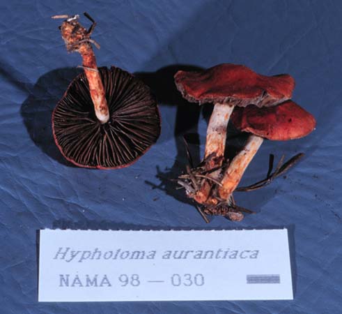 Hypholoma aurantiacum image
