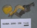 Hypomyces microspermus image