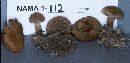 Inocybe dulcamara image