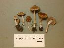 Inocybe lacera image